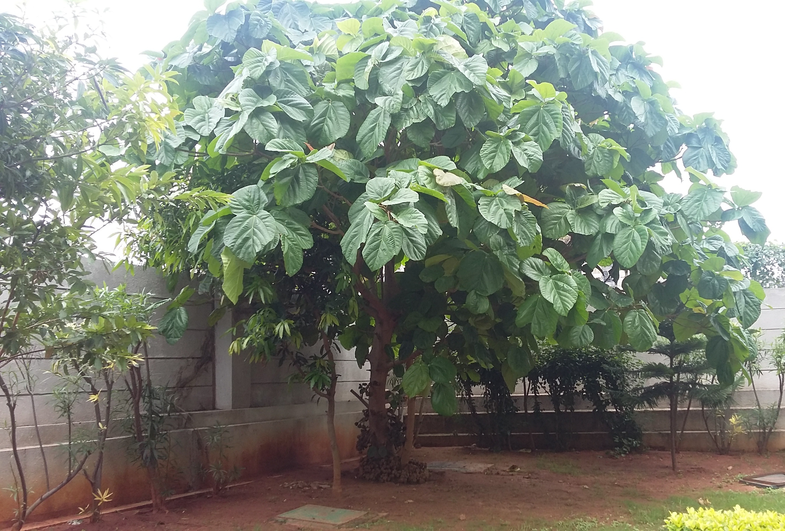 ELEPHANT-EAR Tree